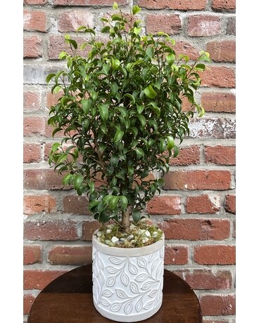 Myrtle Tree Plant