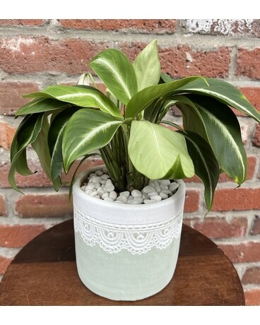Silver Streak Peace Lily Plant
