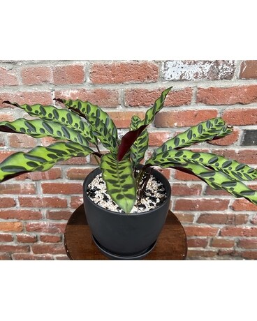 Rattlesnake Calathea Plant