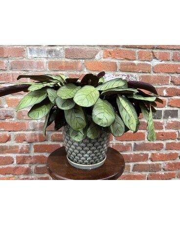 Charming Calathea Plant