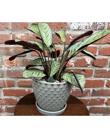 Calming Calathea Plant