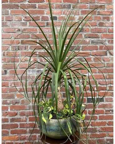 Palm and Philodendron Plant