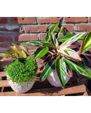 Pretty in Pink Plant