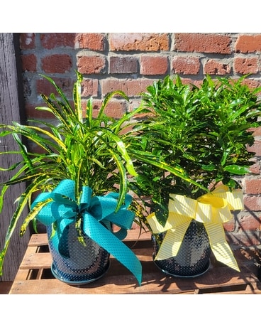 Colorful Croton Plant