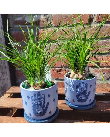Palm of Protection Plant