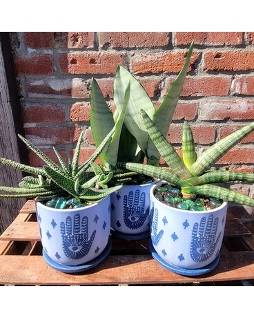 Sacred Succulent Plant
