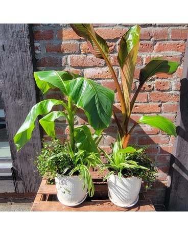 Bodacious Banana Plant Plant