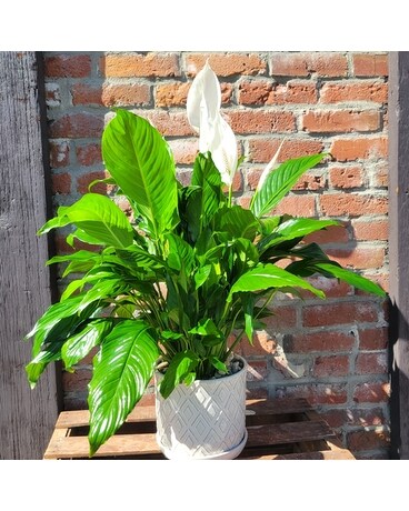 Prestigious Peace Lily Plant