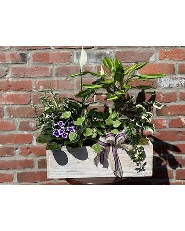 Elegant Planter Box Plant