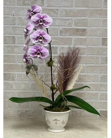 Stunning Purple Orchid Plant