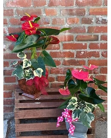 Vibrant Anthurium Mixed Planter Plant