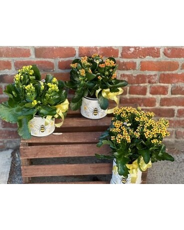 Busy Bee Kalanchoe Plant
