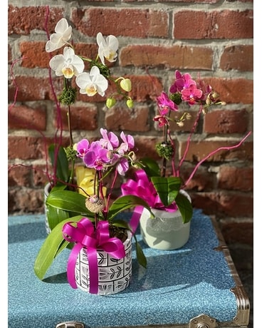 Petite Potted Orchids Plant