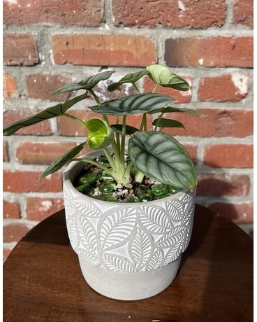 Alocasia Plant Plant
