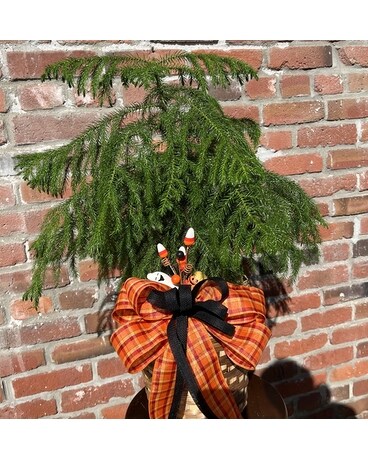 Spooky Norfolk Pine Plant