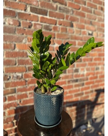 Dazzling ZZ Plant Plant