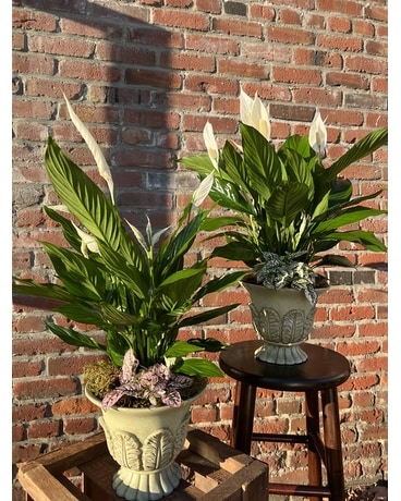 Large Peace Lily Plant