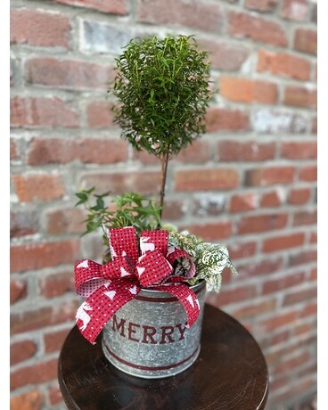 Merry Myrtle Tree Plant