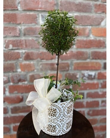 Mini Myrtle Tree Plant