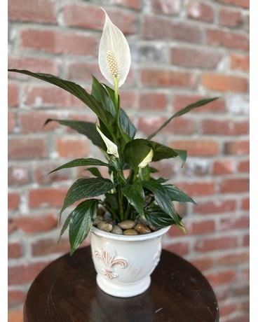 Small Peace Lily Plant
