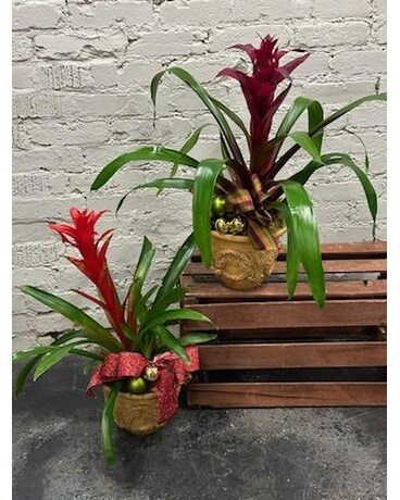 Holiday Bromeliad Plant
