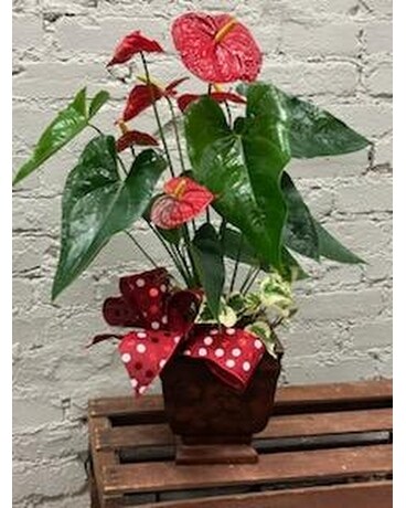 Season's Bright Anthurium Plant