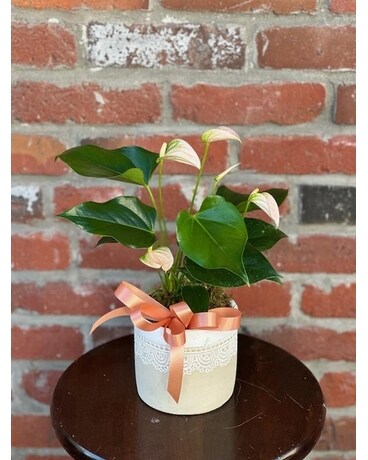 Lovely Lil' Anthurium Plant