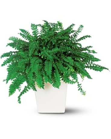 Decorative Fern Flower Arrangement