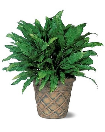 Aglaonema Flower Arrangement