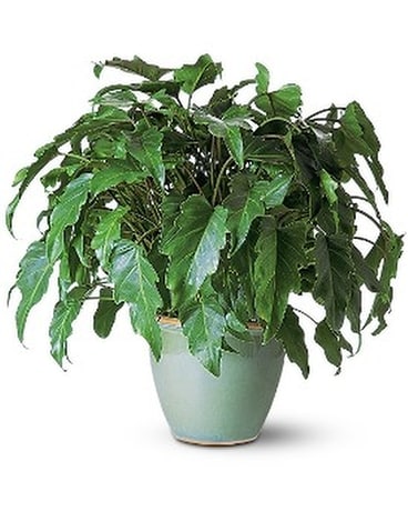 Xanadu Philodendron Plant