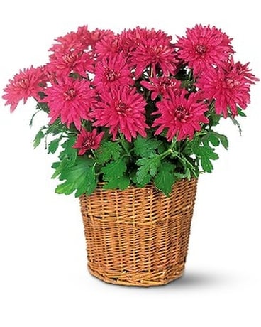 Purple Chrysanthemum Flower Arrangement