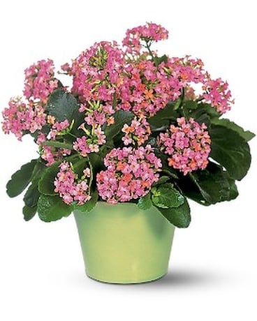 Pink Kalanchoe Flower Arrangement