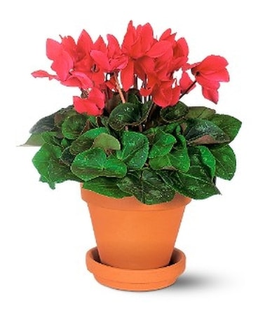 Sensational Cyclamen Flower Arrangement