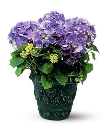 Blue Hydrangea Flower Arrangement