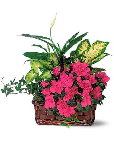 Azalea Attraction Garden Basket Flower Arrangement