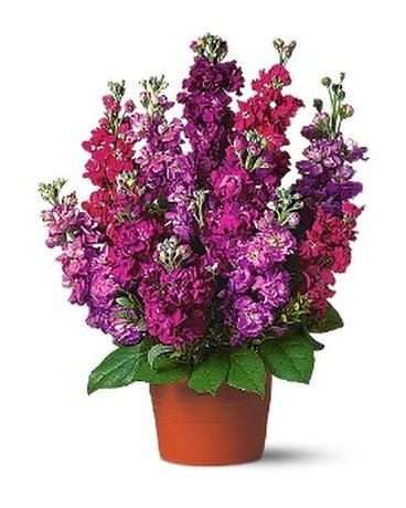 Bring on the Cheer Flower Arrangement