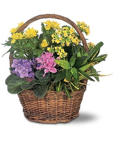 Petite European Basket Flower Arrangement