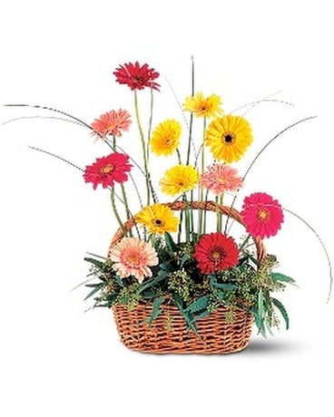 Uplifting Gerbera Basket Sympathy Arrangement