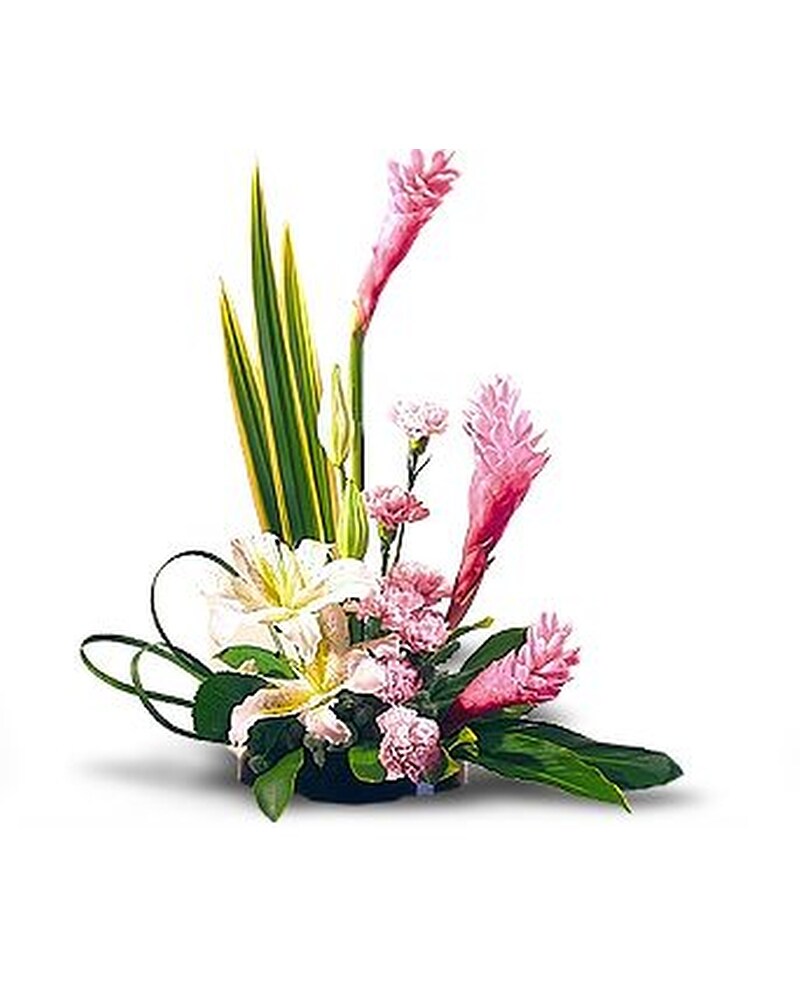 Tropical Flowers & Plants Delivery Seattle WA - Hansen's Florist