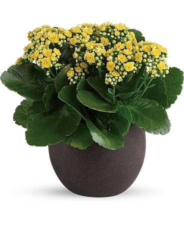 FOREVER YELLOW KALANCHOES Flower Arrangement
