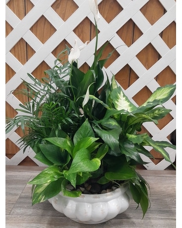 Ceramic Dish Garden Plant