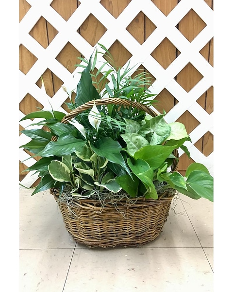 jade plant sale Senecio jacobsenii (Trailing Jade) – Ricardo's Nursery