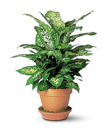 Dieffenbachia Flower Arrangement