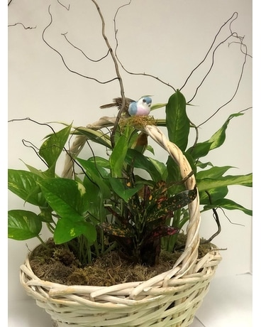 Dishgarden in White Basket Dish Garden Plant