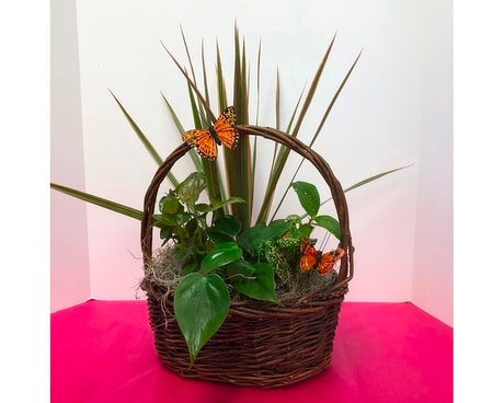 Basket of Butterflies Dish Garden Plant