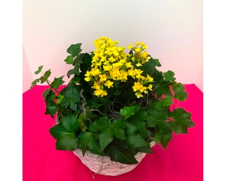 Ring Around the Posy Plant