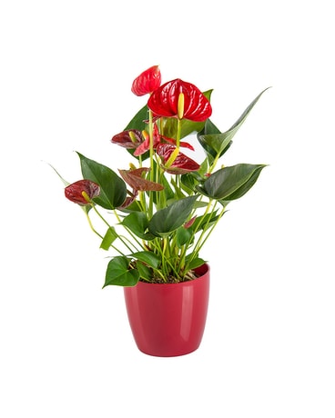 anthurium Flower Arrangement