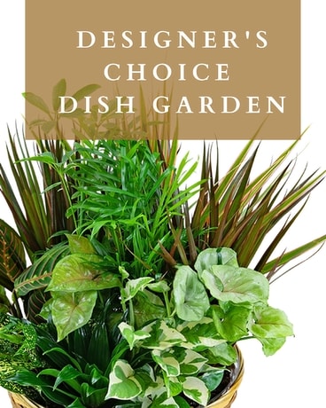 Designer's Choice Dish Garden Plant