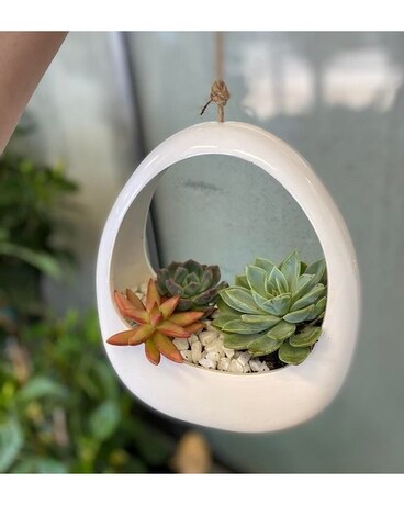 Hanging Succulent Garden Plant