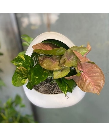 Hanging Plant Garden Flower Arrangement